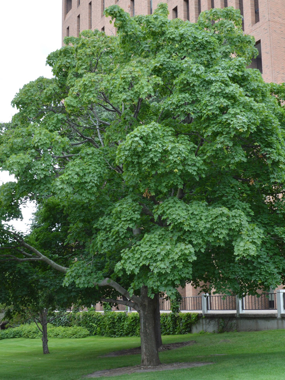 Basic Tree Tree Identification Regional And Community 