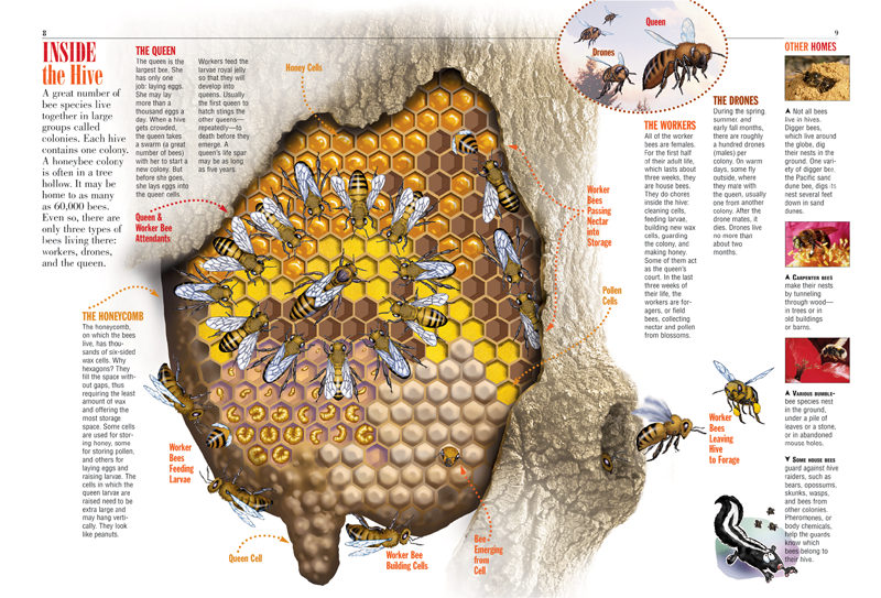 Bees Kids Discover