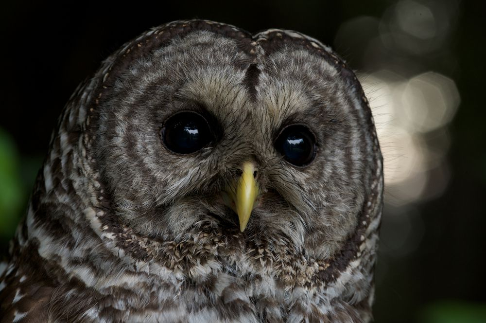 Bird s Eye View National Geographic Society