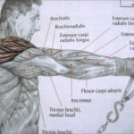 Bodybuilding Deltoid Exercises And Anatomy YouTube