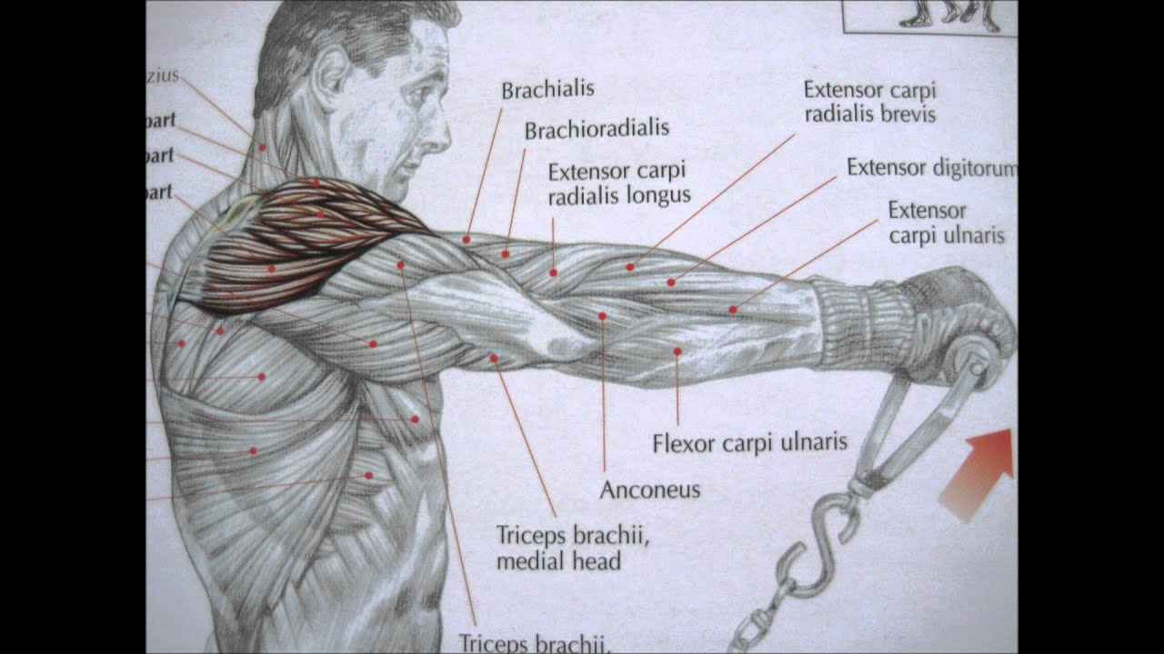 Bodybuilding Deltoid Exercises And Anatomy YouTube