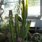 Cereus Repandus UF IFAS Assessment University Of