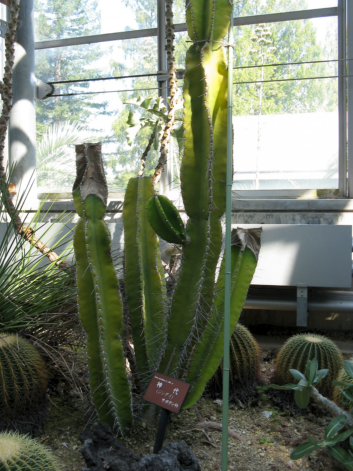 Cereus Repandus UF IFAS Assessment University Of 