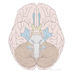 Cranial Nerves Identification Quiz