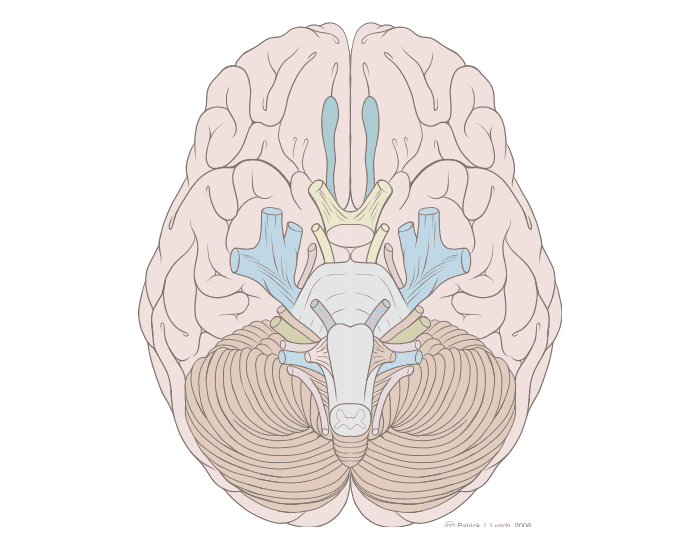 Cranial Nerves Identification Quiz