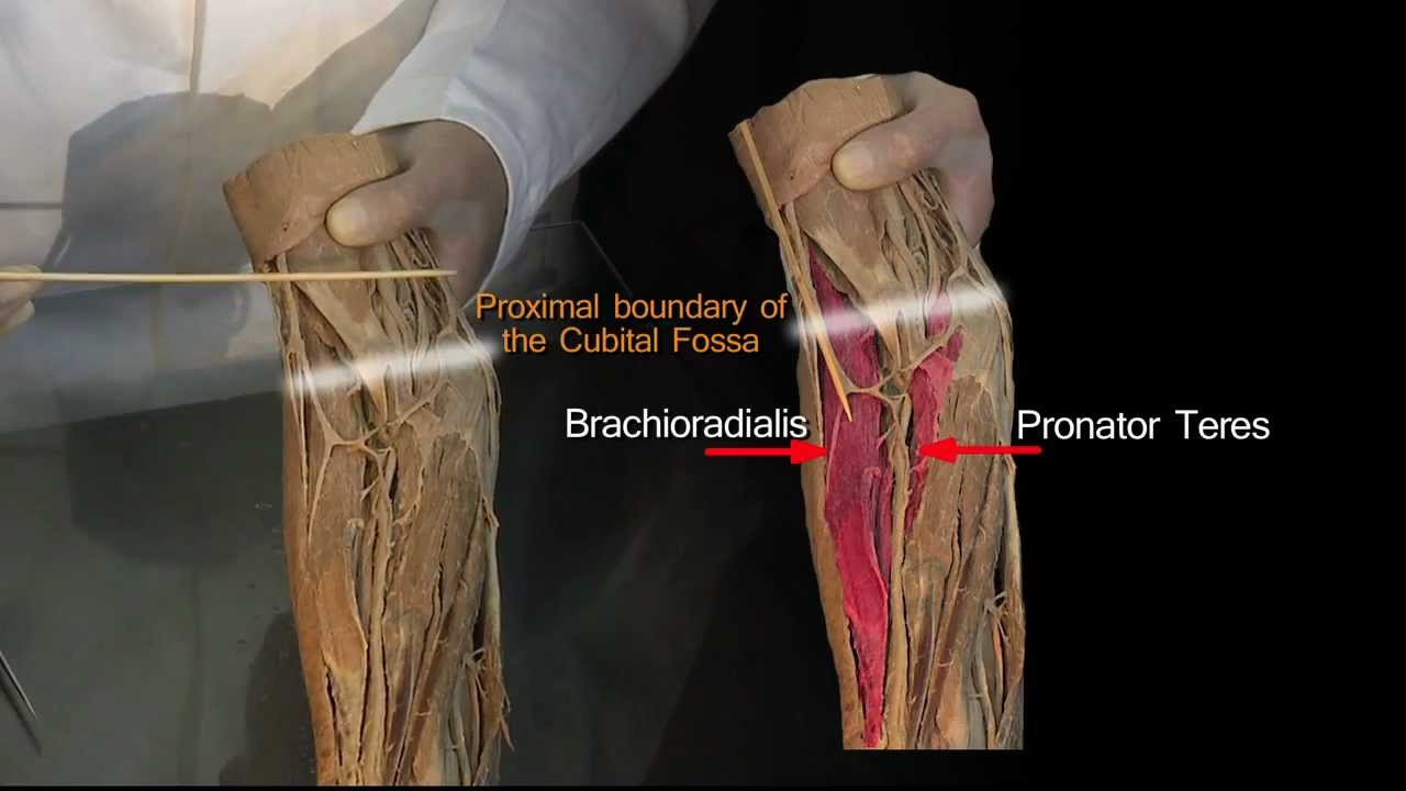 Cubital Fossa Anatomy Tutorial YouTube