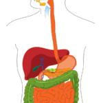 Diagram Of The Digestive System