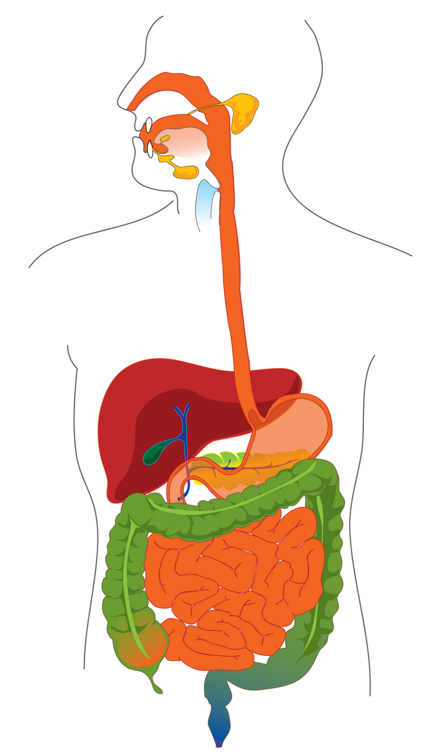 Diagram Of The Digestive System