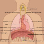 Diaphragm And Phrenic Nerve Medical Art Library