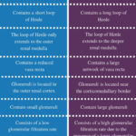 Difference Between Cortical Nephron And Juxtamedullary