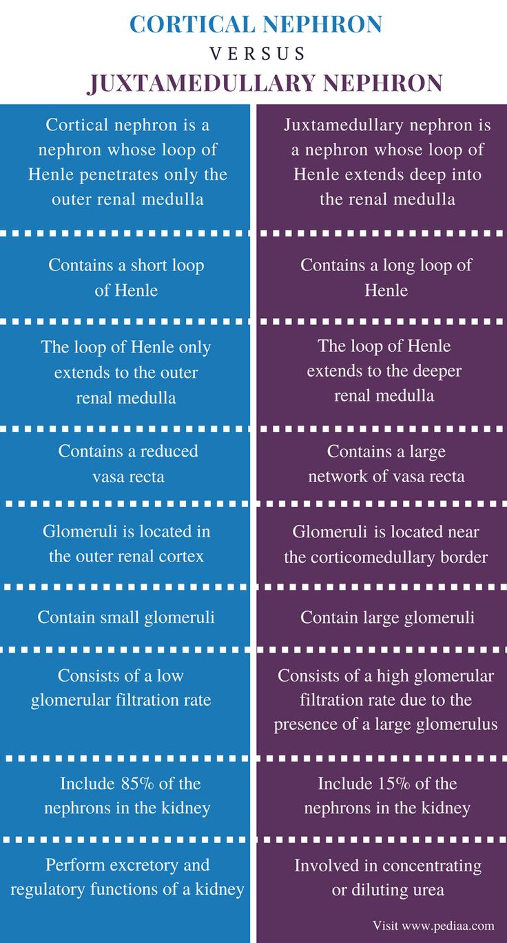 Difference Between Cortical Nephron And Juxtamedullary 