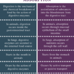 Difference Between Digestion And Absorption Definition