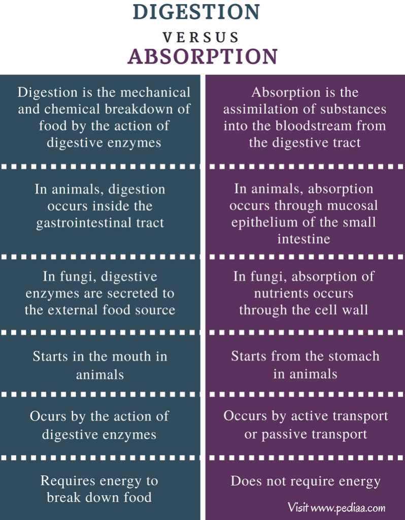 Difference Between Digestion And Absorption Definition 