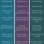 Difference Between Parenchyma Collenchyma And Sclerenchyma