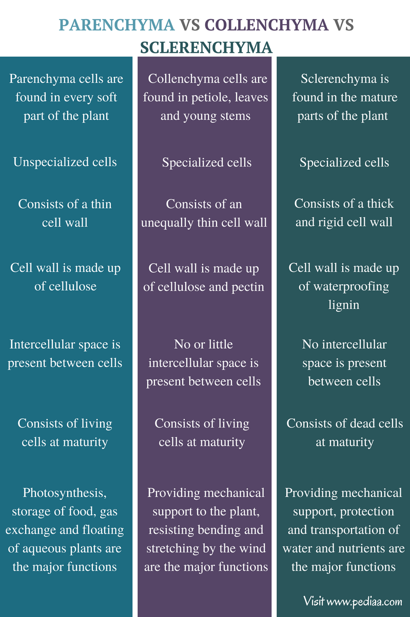 Difference Between Parenchyma Collenchyma And Sclerenchyma 