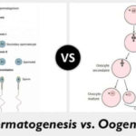 Difference Between Spermatogenesis And Oogenesis