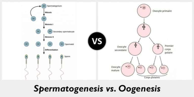 Difference Between Spermatogenesis And Oogenesis 