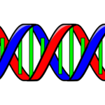 DNA PNG