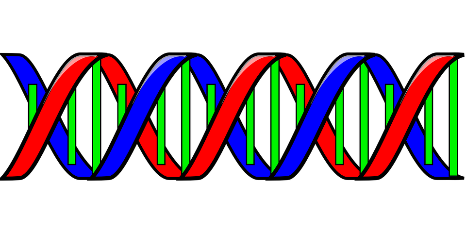 DNA PNG