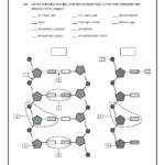 Dna Structure And Replication Worksheet Db Excel