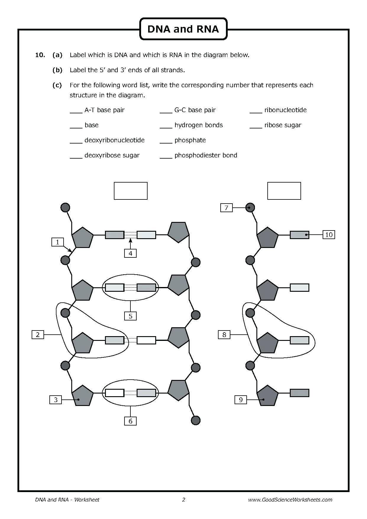 Dna Structure And Replication Worksheet Db excel