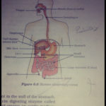 Draw A Diagram Depicting Human Alimentary Canal And Label