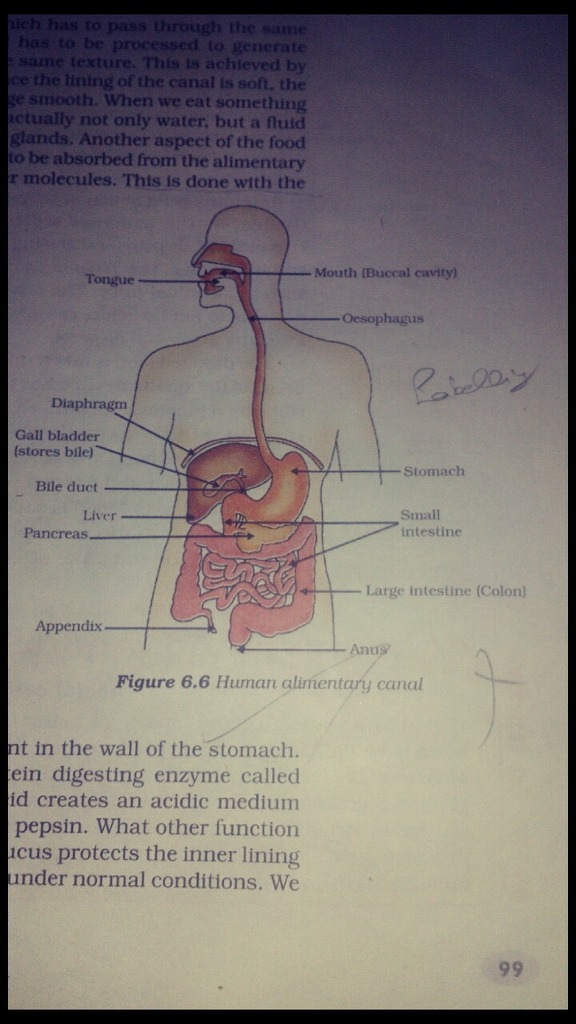 Draw A Diagram Depicting Human Alimentary Canal And Label 