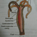 Draw The Diagram Of Hydra And Label The Following Parts