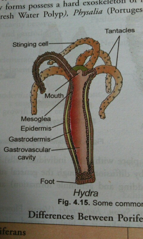 Draw The Diagram Of Hydra And Label The Following Parts 