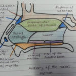 Draw The Nasal Septum With Me YouTube