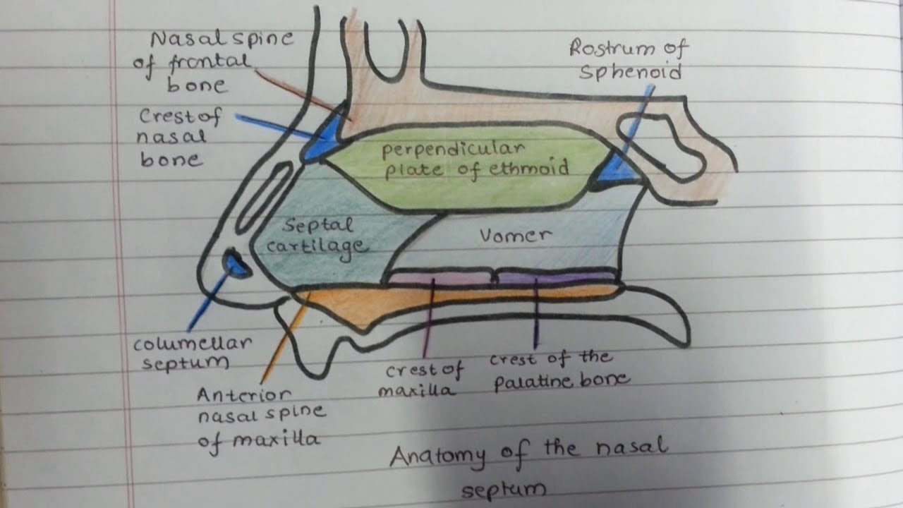 Draw The Nasal Septum With Me YouTube