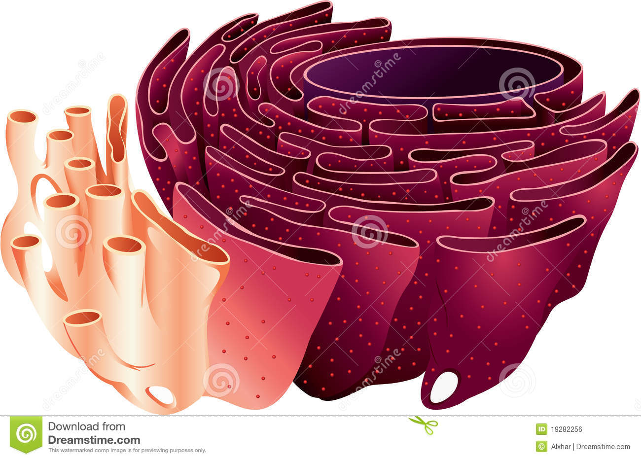 Endoplasmic Reticulum Royalty Free Stock Image Image 