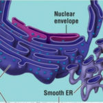 Endplasmic Reticulum Orgnelles Of Eukaryotic Cells