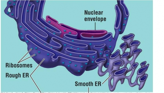 Endplasmic Reticulum Orgnelles Of Eukaryotic Cells