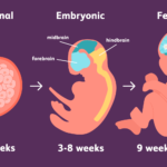 Etapas Del Desarrollo Prenatal Tecnicas De Aprendizaje