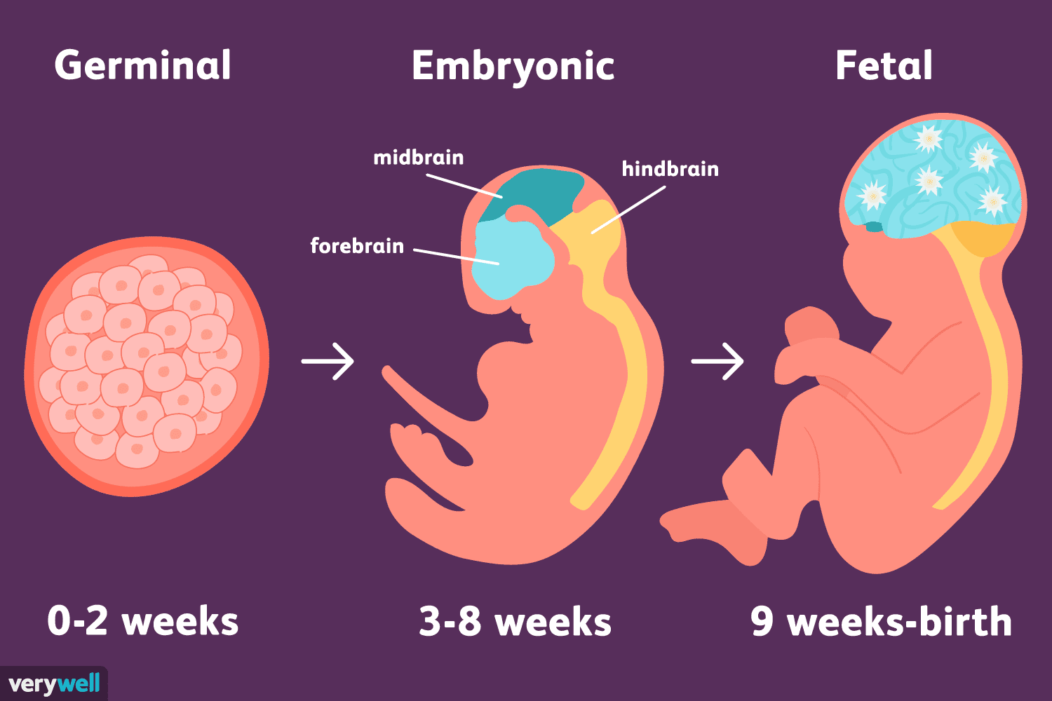 Etapas Del Desarrollo Prenatal Tecnicas De Aprendizaje