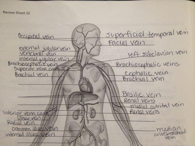 Exercise 32 Anatomy Of Blood Vessels Flashcards Easy 