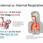 External And Internal Respiration Gas Exchange