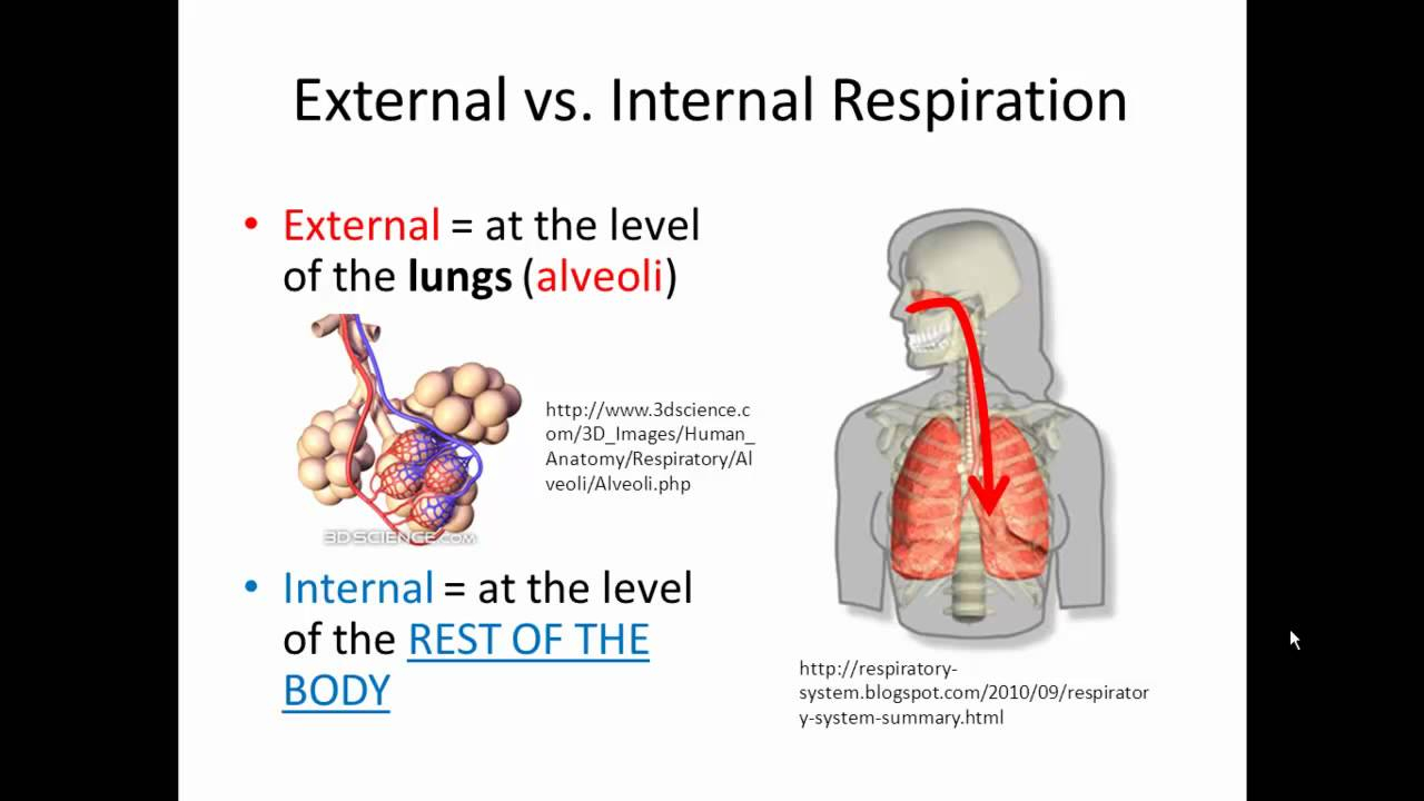 External And Internal Respiration Gas Exchange 