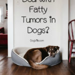 Fatty Tumors In Dogs How Are They Treated DogVills