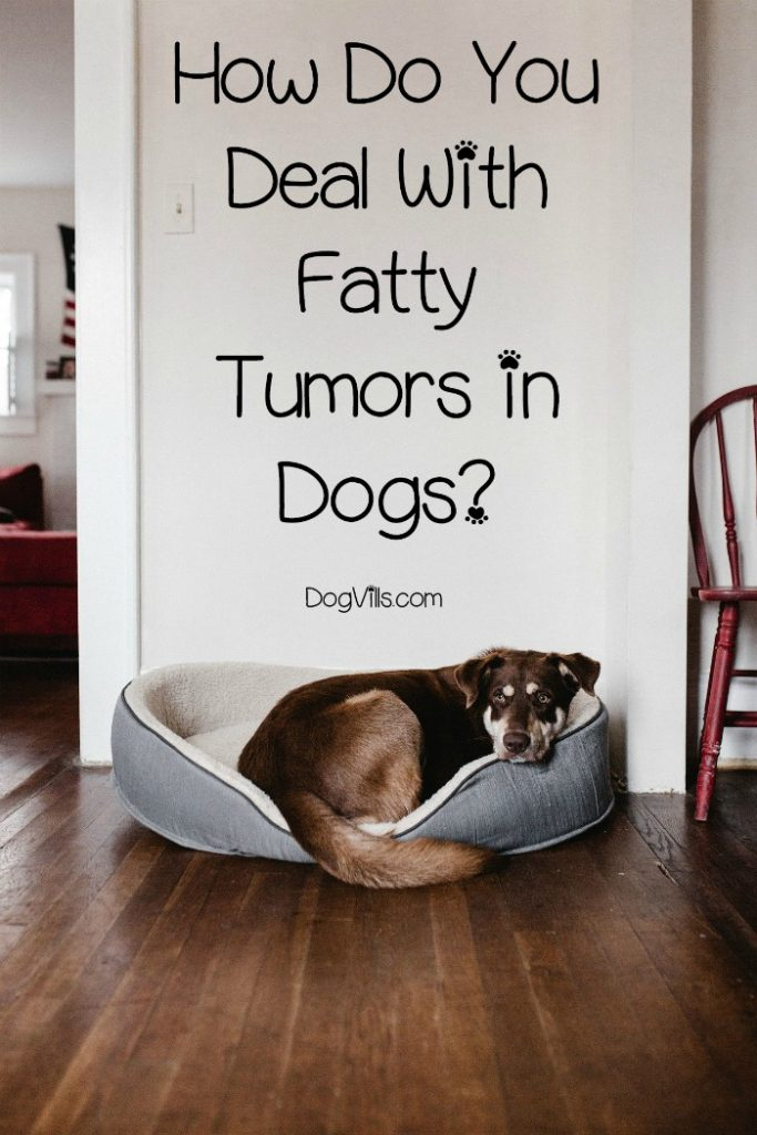 Fatty Tumors In Dogs How Are They Treated DogVills