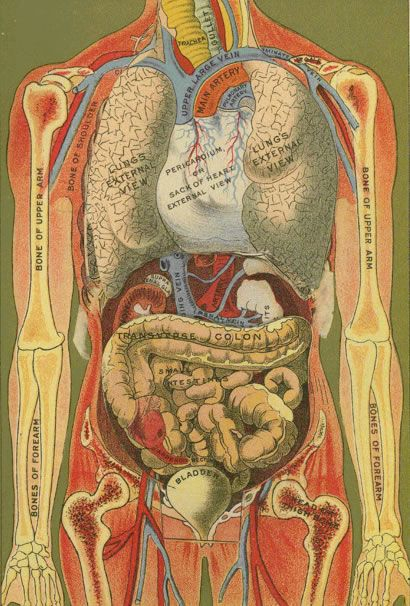 Female Anatomy Diagram Lower Abdomen Stomach Pics 