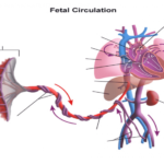Fetal Circulation AP 2 Ex 2 IPAP 2 17