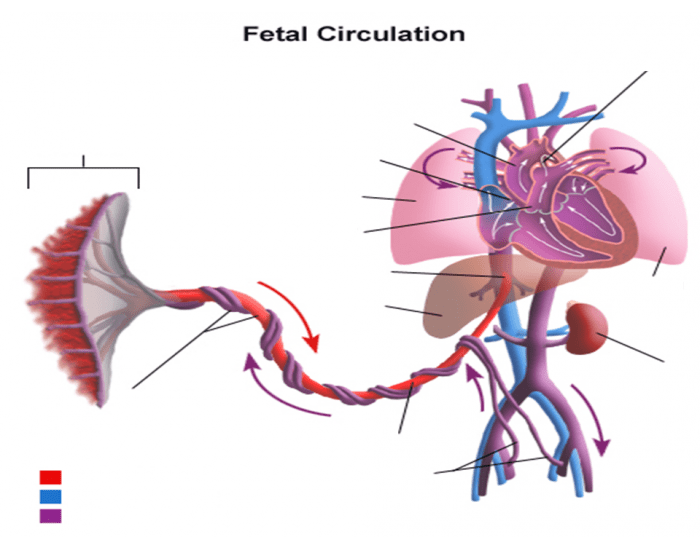 Fetal Circulation AP 2 Ex 2 IPAP 2 17