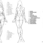 Figure Drawing Resources Mr Stepp