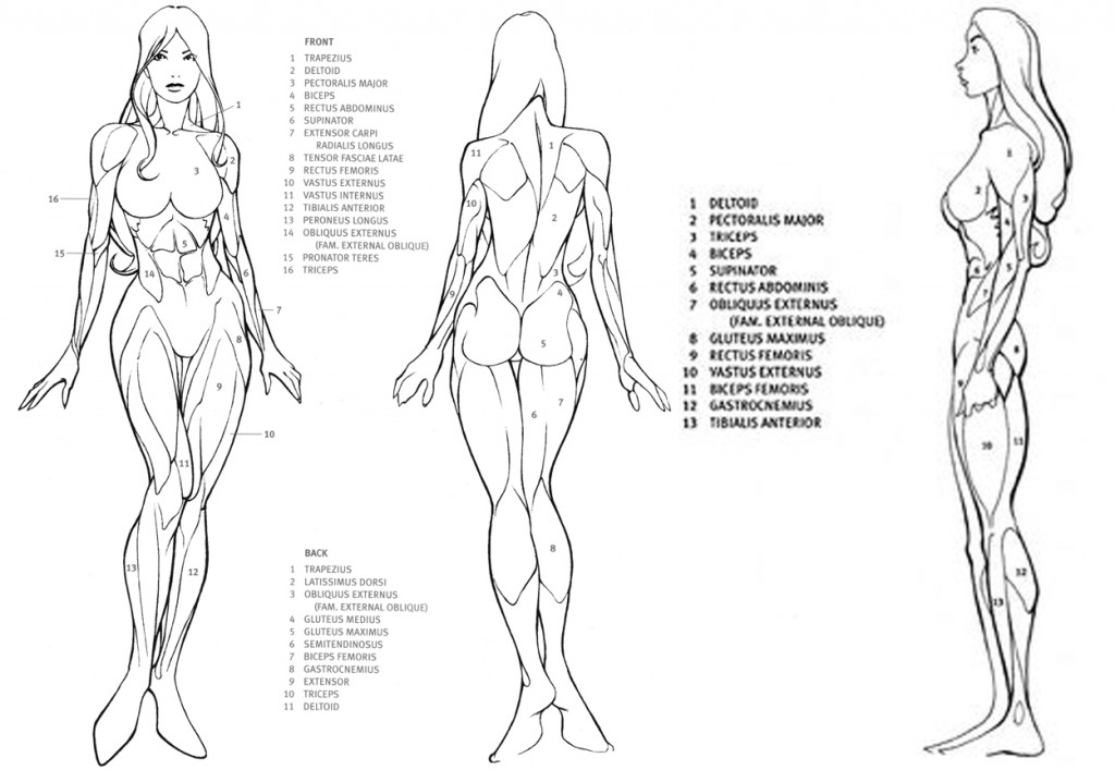 Figure Drawing Resources Mr Stepp