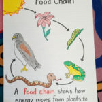 First Grade Food Chain Anchor Chart Done