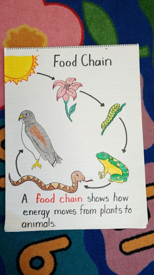 First Grade Food Chain Anchor Chart Done 