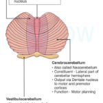 Functional Divisions Of Cerebellum Premotor Cortex
