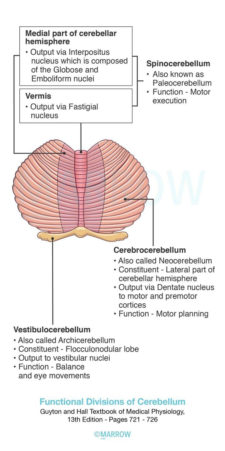 Functional Divisions Of Cerebellum Premotor Cortex 